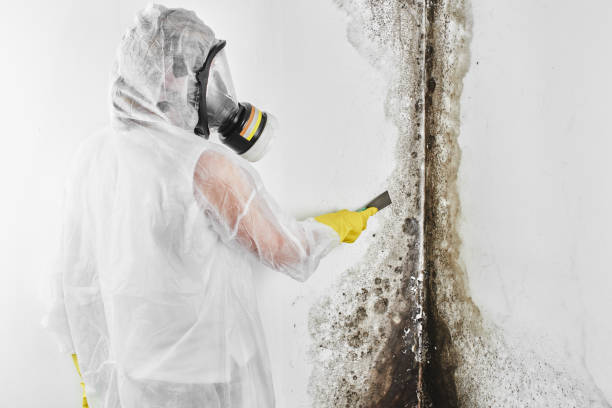 Walker, LA Mold Removal Company