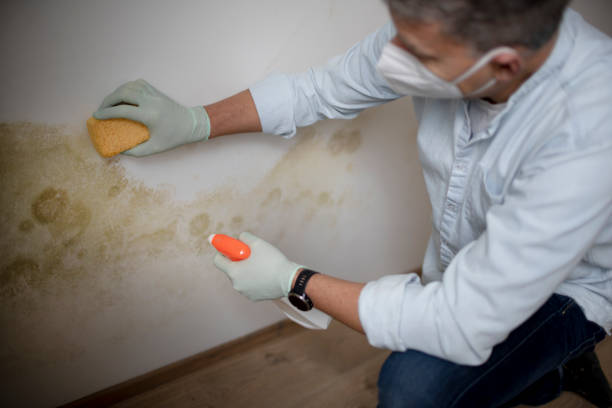 Best Mold Testing  in Walker, LA