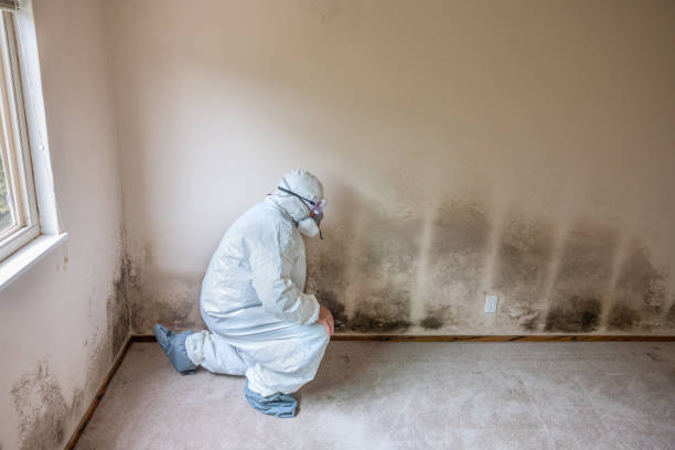 Best Black Mold Removal  in Walker, LA