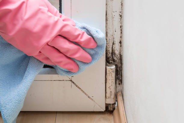 Best Mold Damage Repair  in Walker, LA